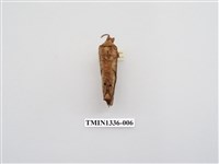 藏品(枯葉蛾科)的圖片